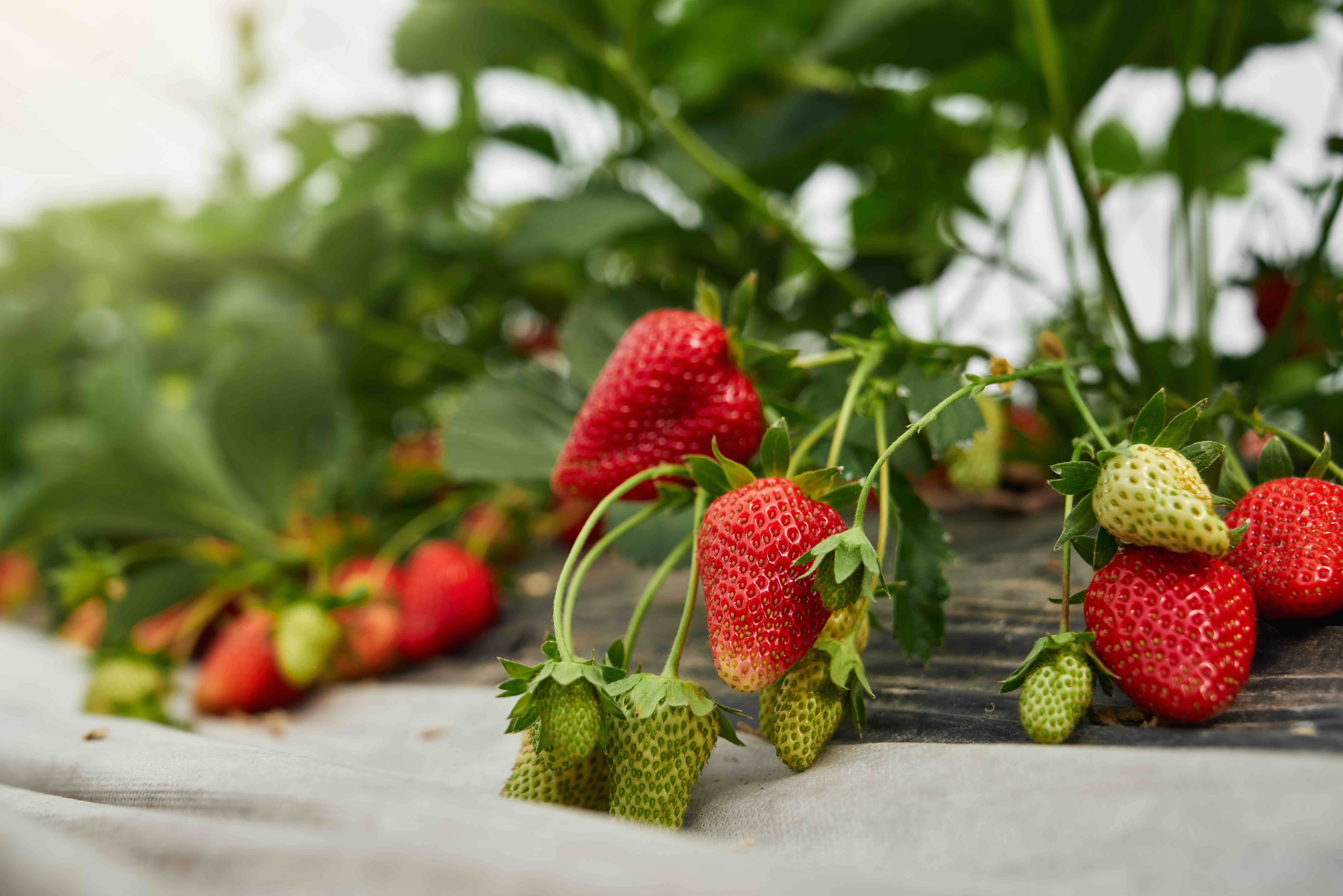 Strawberry 1