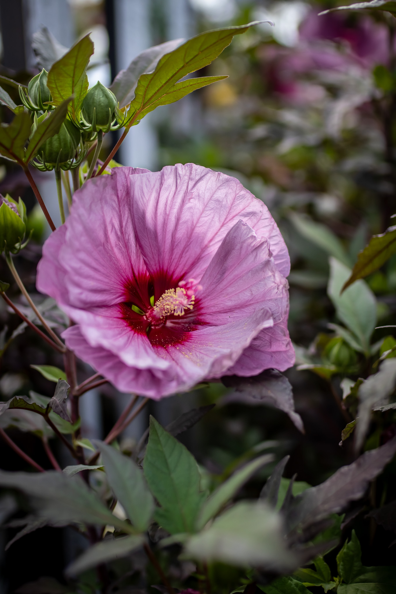 Hibiscus 3