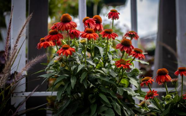 The Plant-lympics: Celebrating Summer’s Top Bloomers