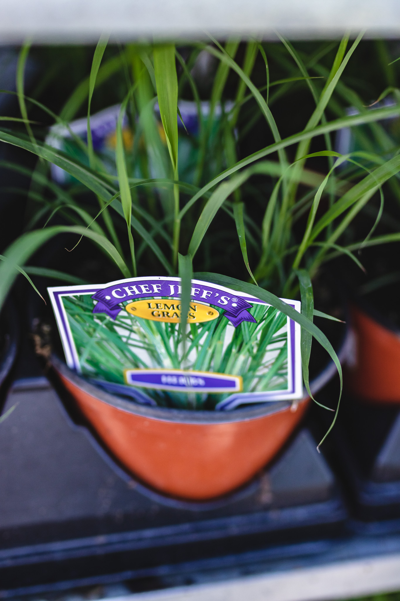 lemongrass