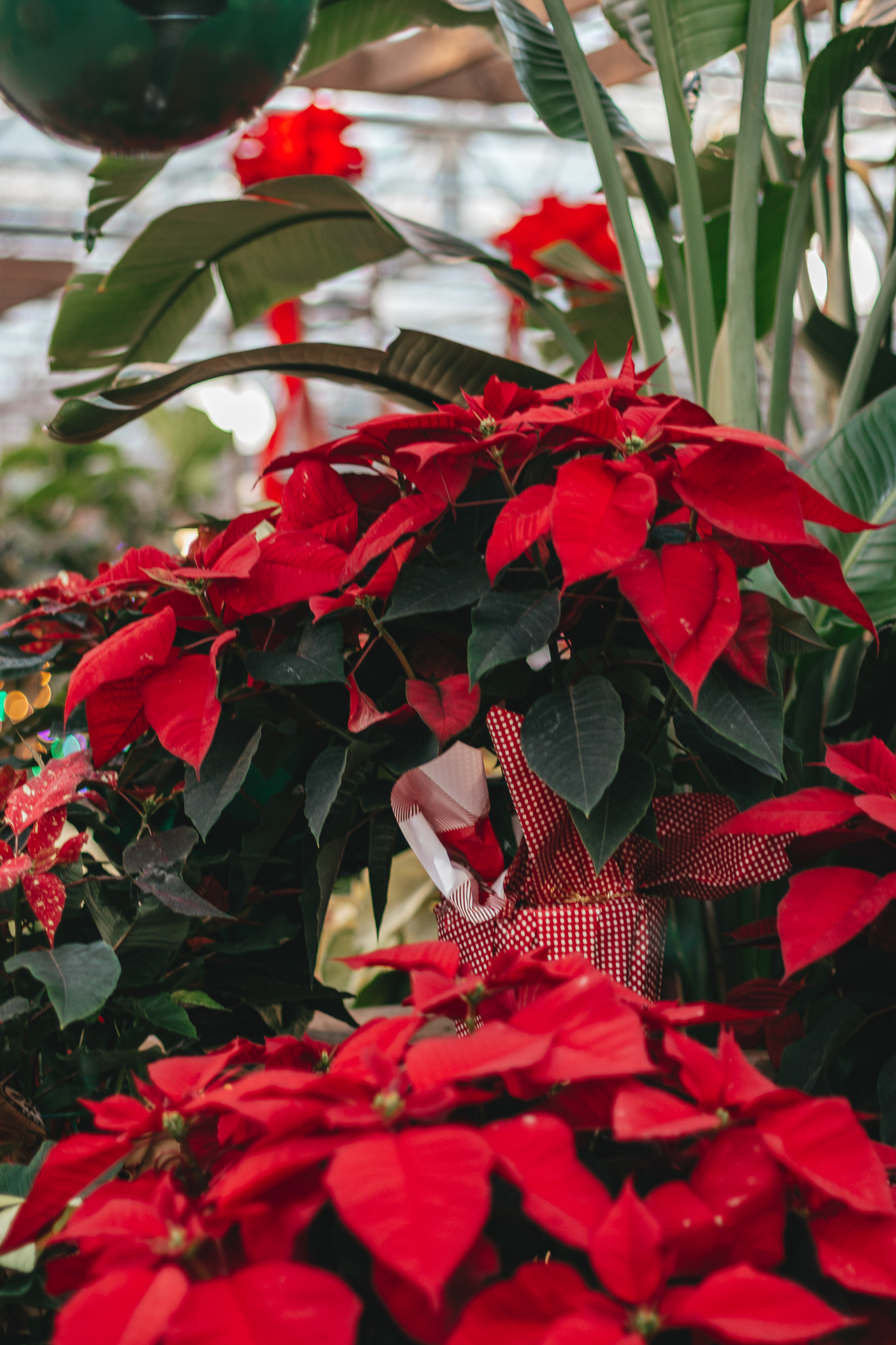 Poinsettias