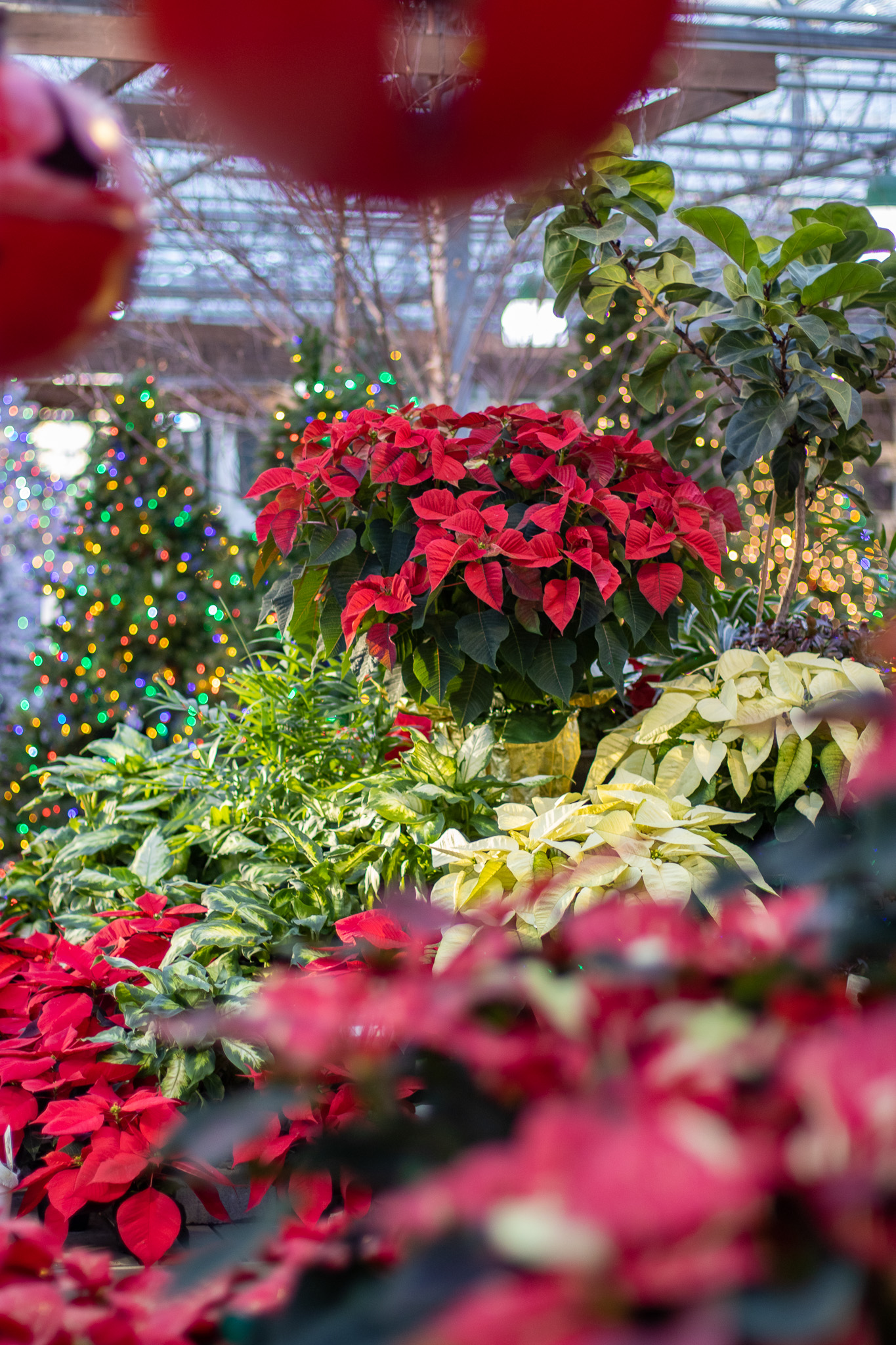 Poinsettias 3