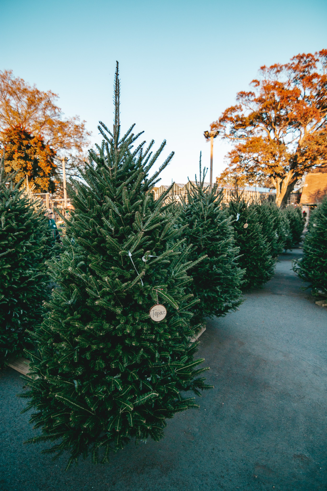 Fresh Cut Trees