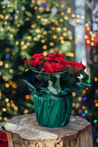 Winter Rose