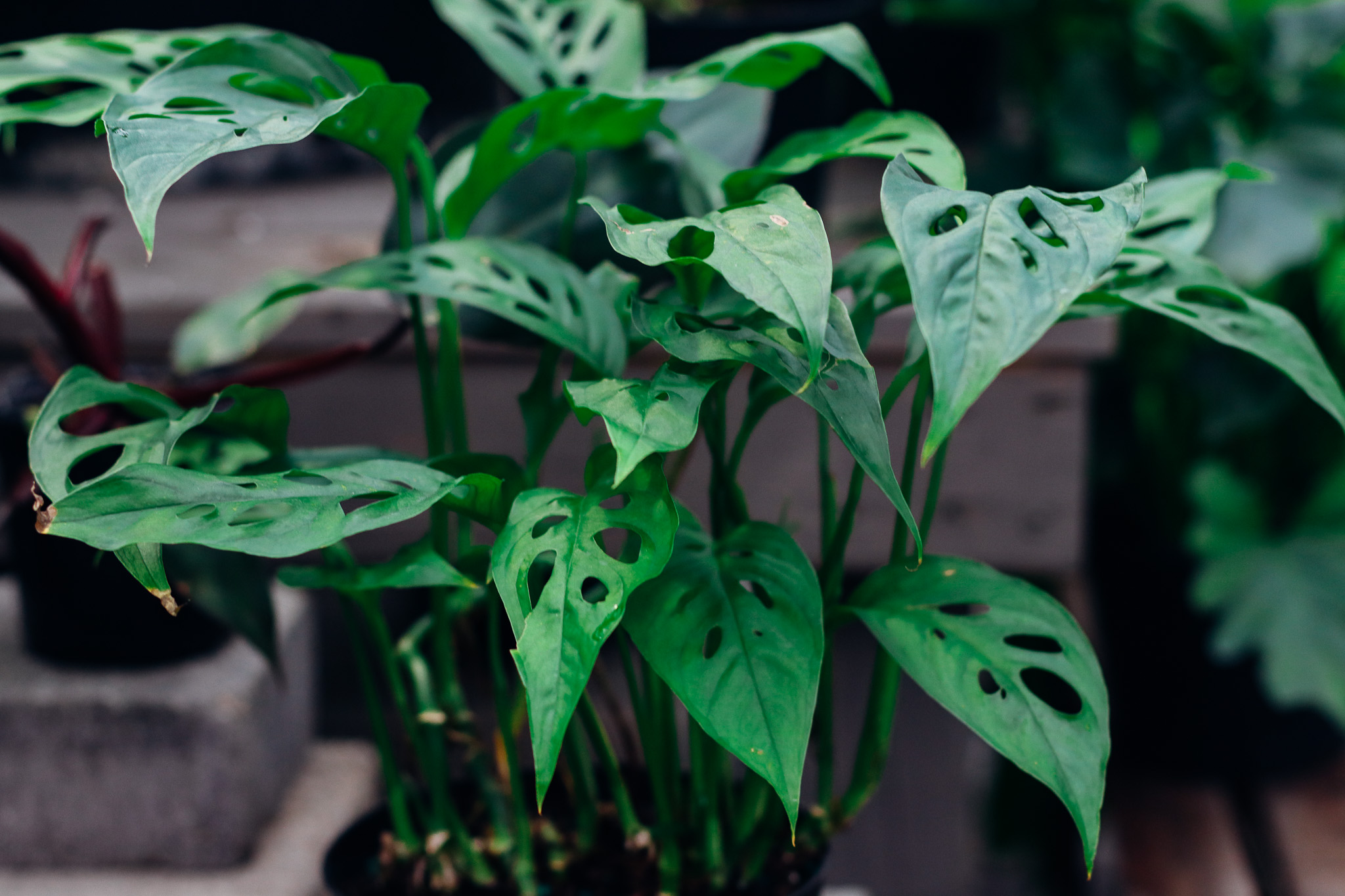 Philodendron Adansonii