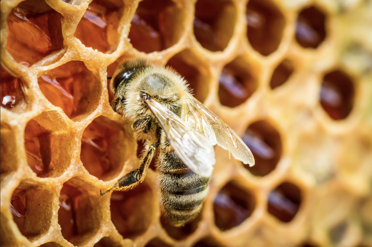 honey bee